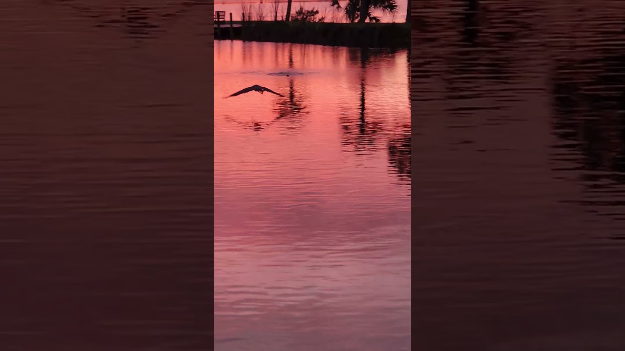 Great Blue Heron Call Sound