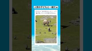 コケてすぐにお母さんの元へ駆け寄る子ゾウが尊すぎる... #shorts #動物 #おすすめ