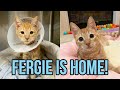 Fergie Update (Home from the Hospital!)
