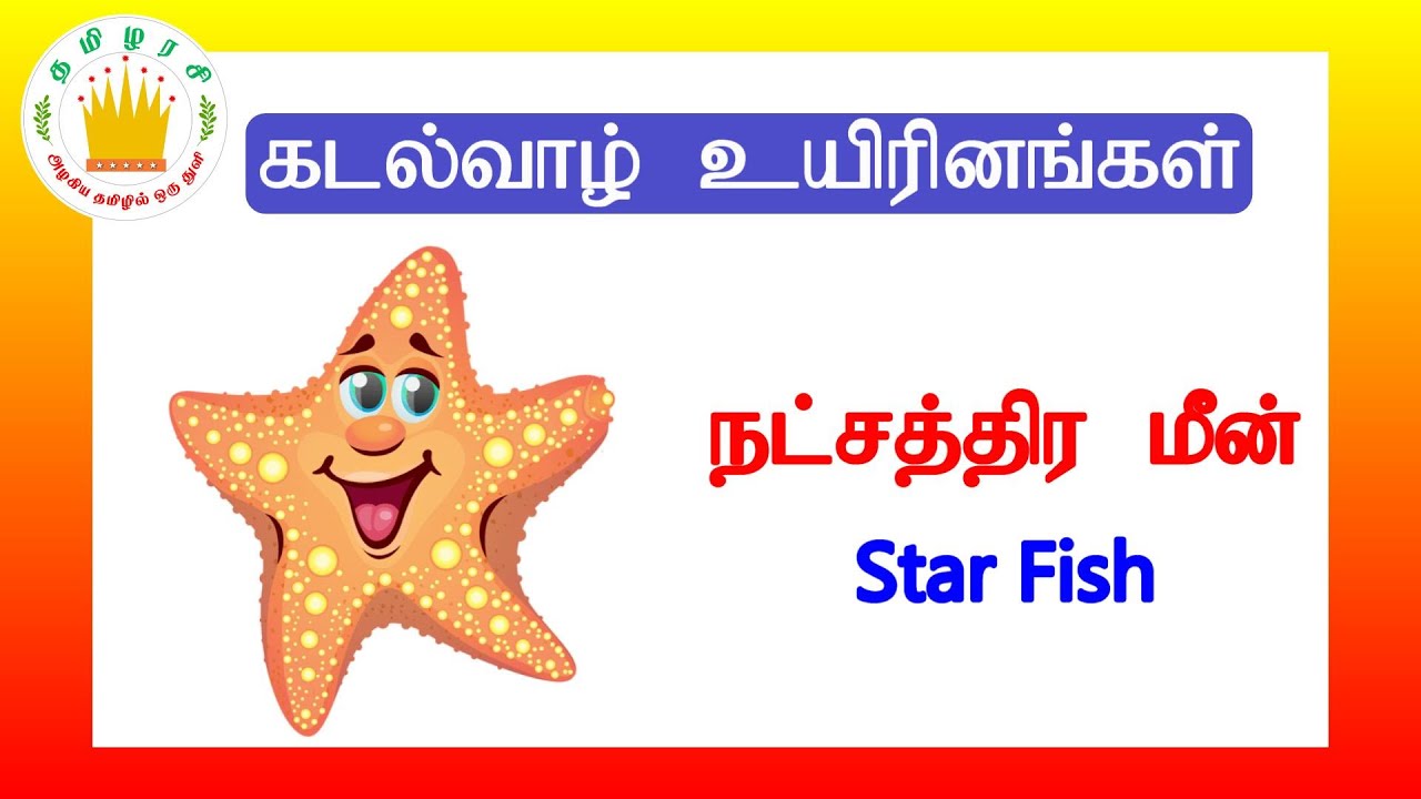 க டல் வாழ் உயிரினங்கள்தமிழரசிLearn Sea Animals Name in Tamil