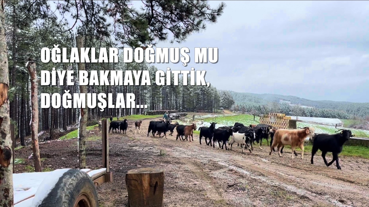 🐐Oğlaklar doğmuş mu diye bakmaya gittik, doğmuşlar 🩶 Sazak köyü tepelerindeyiz - 18.2.2026