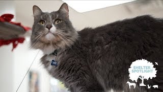 Shelter Spotlight - Tommy @ Chesapeake Humane Society