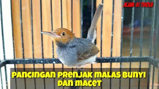 prenjak kepala merah prenjak tamu gacor cocok buat mikat dan pancingan biar bunyi