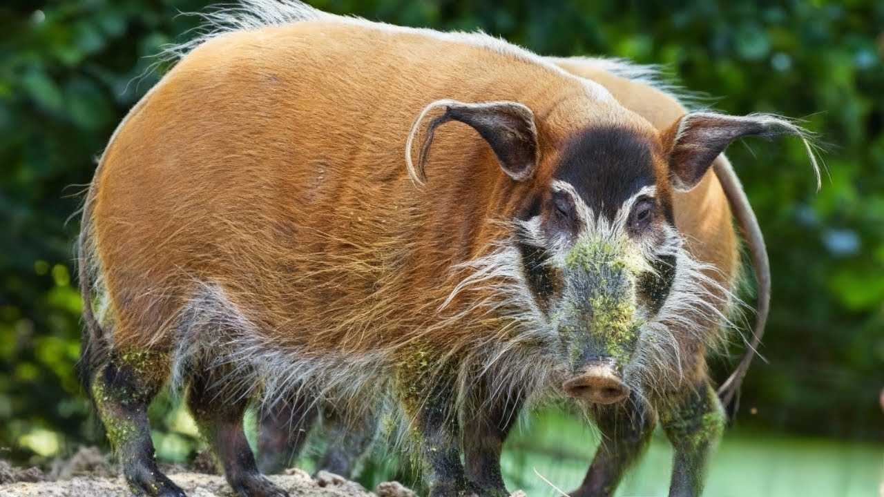 7 of the MOST UNIQUE and UNUSUAL Pig Breeds in the World