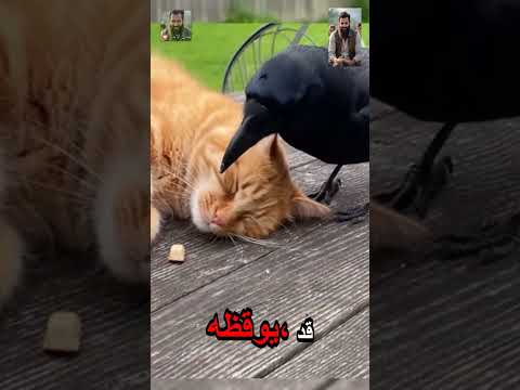 ظن الجميع أن القط غارق في نوم عميق ولا شيء Reels Shorts Viral Explore 