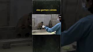 Vídeo de Feito Animais