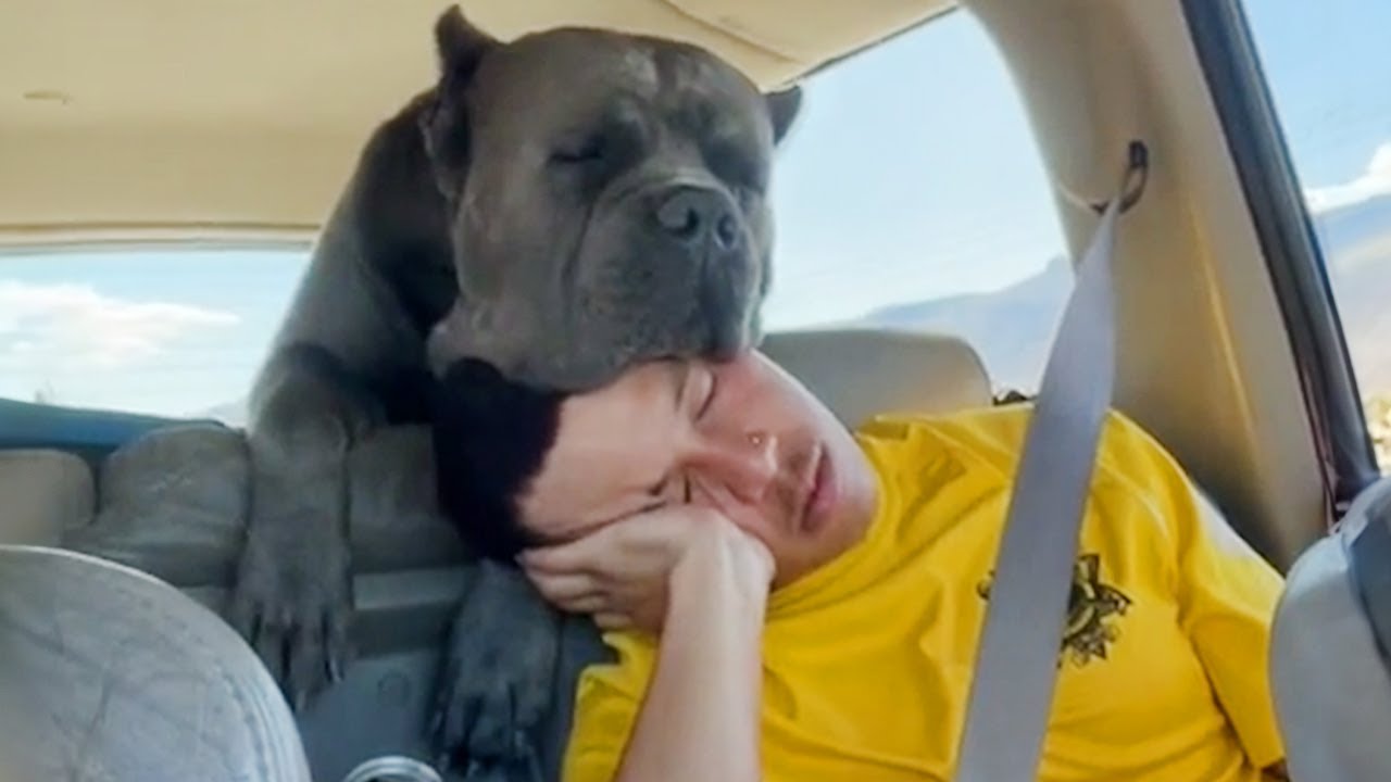 When You and Your Dog Are Simply Meant to Be 🐶 YouTube