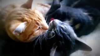 Котики разговаривают мурлыкая. Ваши котейки тоже присоединятся :) Котики разговаривают мурлыкая. Ваши котейки тоже присоединятся :)
