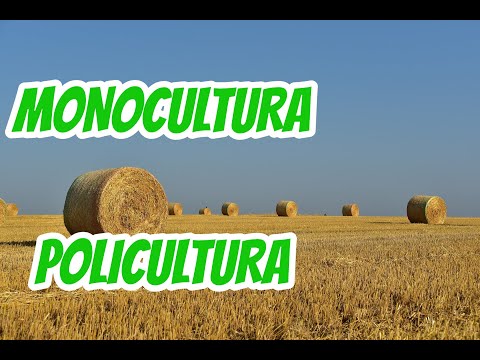 Vídeo: O que é monocultura na agricultura?