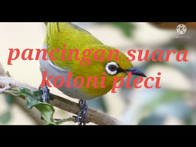 KOLONI PLECI PEMICU CEPAT BUKPAR#pleci class=