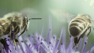 BGE Train the trainers - School of Biology AUTH | 12-14 Oct. 2023