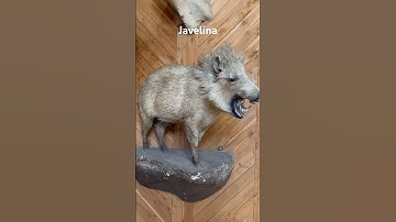 Javelina #nature #animals #animal #wildlife #outdoors #video #shorts #hunting #javelinas #texas #usa