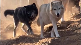 Meet Wolf Dogs Luther & Willow