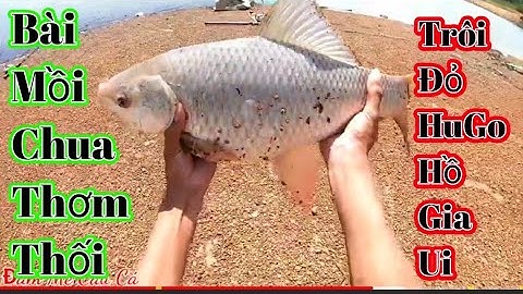 Câu Cá Trôi Khủng Ở Hồ Gia Ui | Câu Lăng Xê