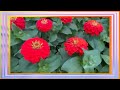 Zinnia Variety Tour: Double Dahlia-Flowered vs. Single Blooms