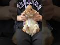 【Level Up】徐々に進化していきます🐰#レベルアップダンス #うさぎ #rabbit #bunny