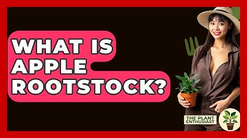 What Is Apple Rootstock? - The Plant Enthusiast