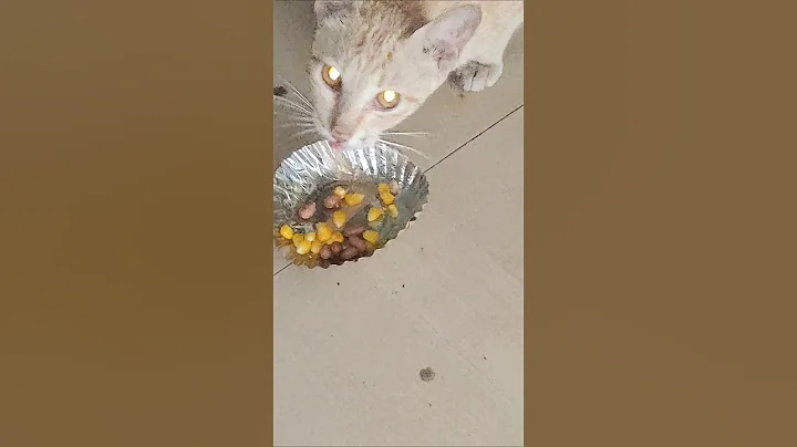 Watch the video about The Beautiful Cat...🌹 🌹 🌹 🌹 🌼 🌹 🌹 🌼 🌹 🌹...#shorts