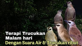 TERAPI TRUCUKAN MALAM HARI - TERAPI TRUCUKAN STRES MACET BUNYI BIAR CEPAT GACOR