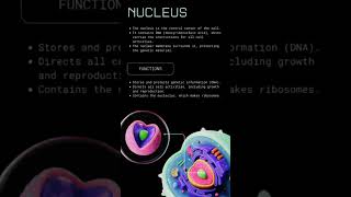 Nucleus Of Animal Cell