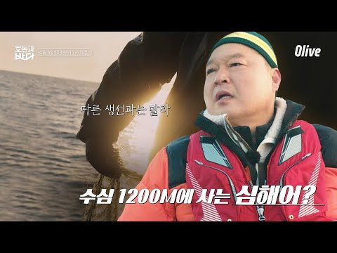 #도치 | 호동과 바다 Hodong and <strong>Sea</strong> <strong>EP</strong>.2