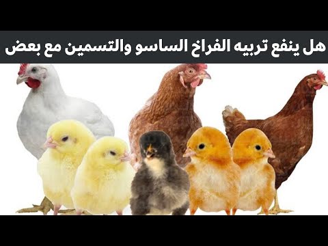 هل ينفع تربيه اي فراخ مع الفراخ البيضاء وليه اتعلم مع الدكتور محمد