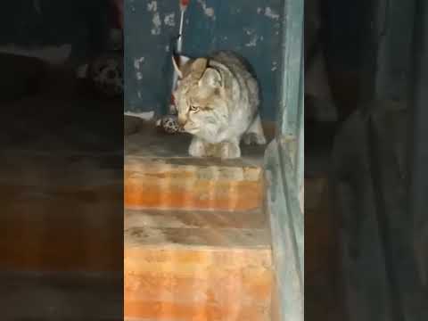 A lynx came