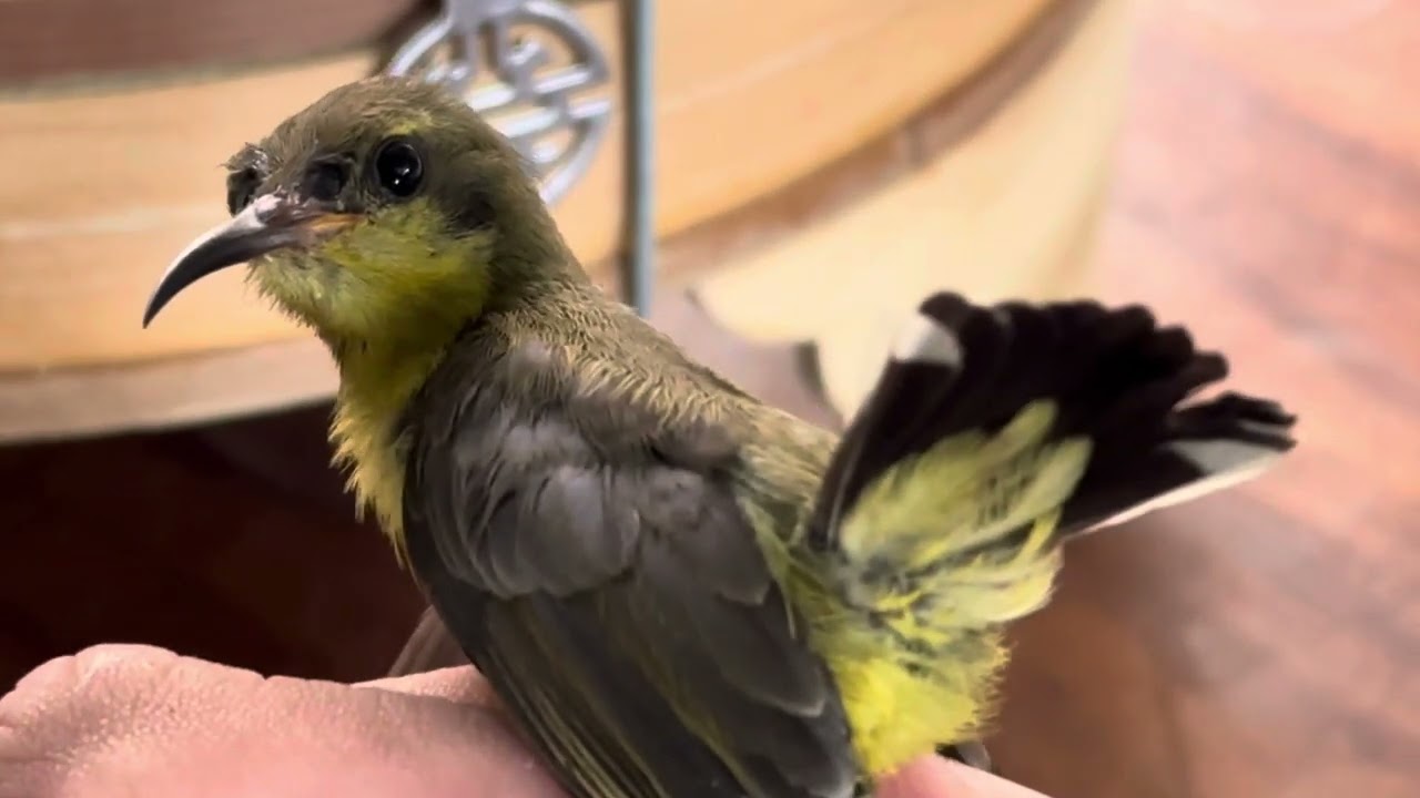 Cách phân biệt chuyền xanh hút mật 5 màu và 7 màu chuẩn nhất ,chính xát nhất ,nhanh nhất