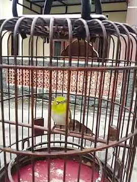 Pleci Montanus nembak jozz Ronny Cplik
