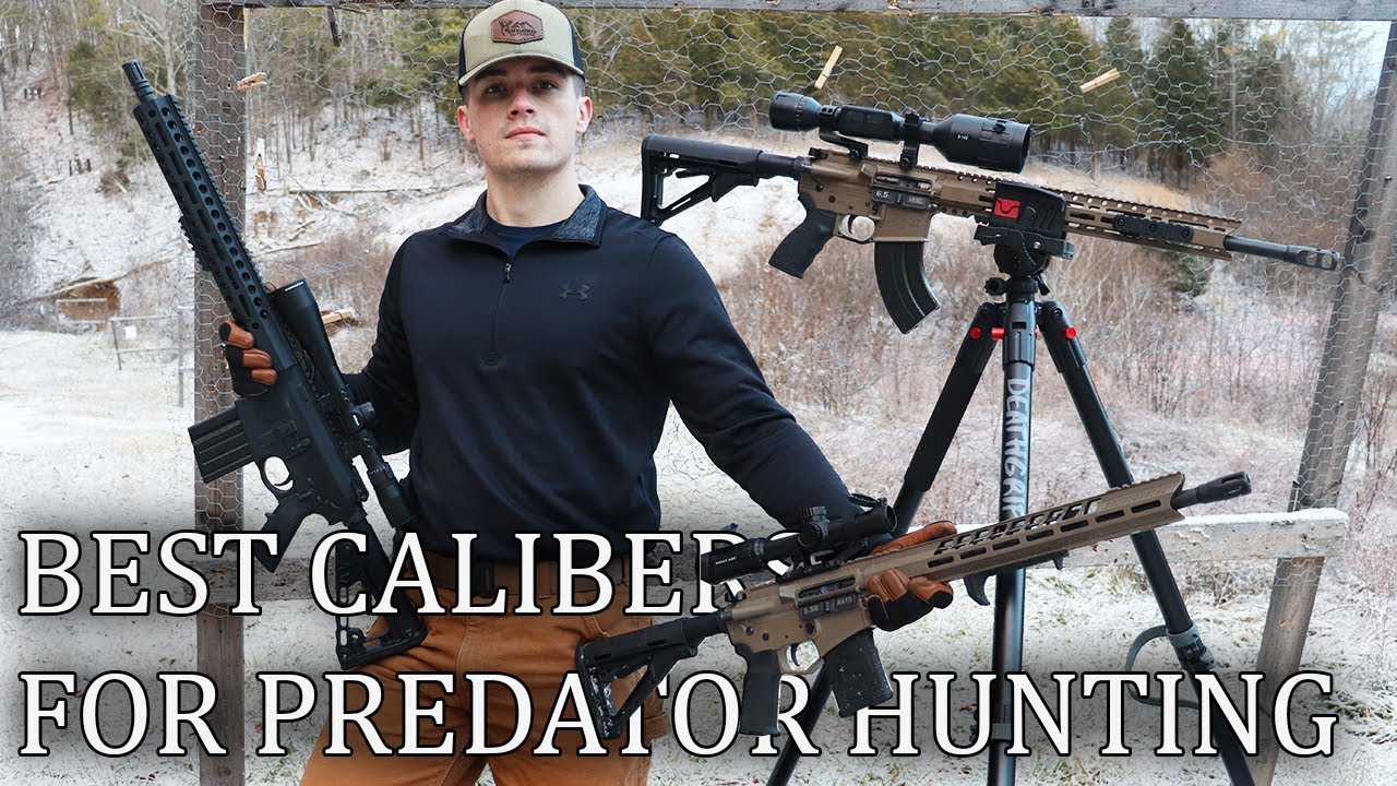 Best Calibers For Predator Hunting! YouTube