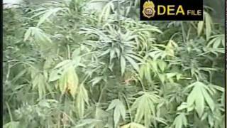 DEA Urban Harvest