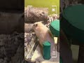 My Smart Hamster!#cute #hamsterkombat #hamster #viral #shorts #shortvideo #hamsters