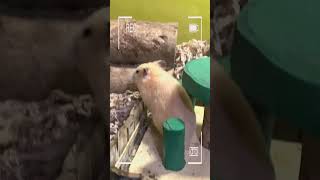 My Smart Hamster!#cute #hamsterkombat #hamster #viral #shorts #shortvideo #hamsters