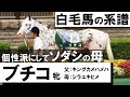 白毛にブチを持つ珍しい馬体＆注目の２歳馬ソダシの母、その名も【ブチコ】