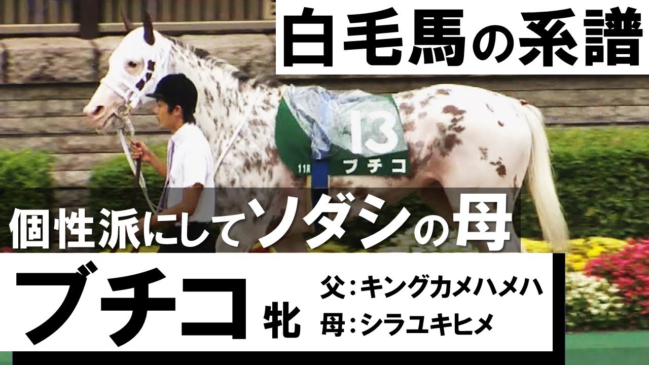 白毛にブチを持つ珍しい馬体 注目の２歳馬ソダシの母 その名も ブチコ Youtube