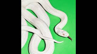 Deftones  Milk Of The Madonna