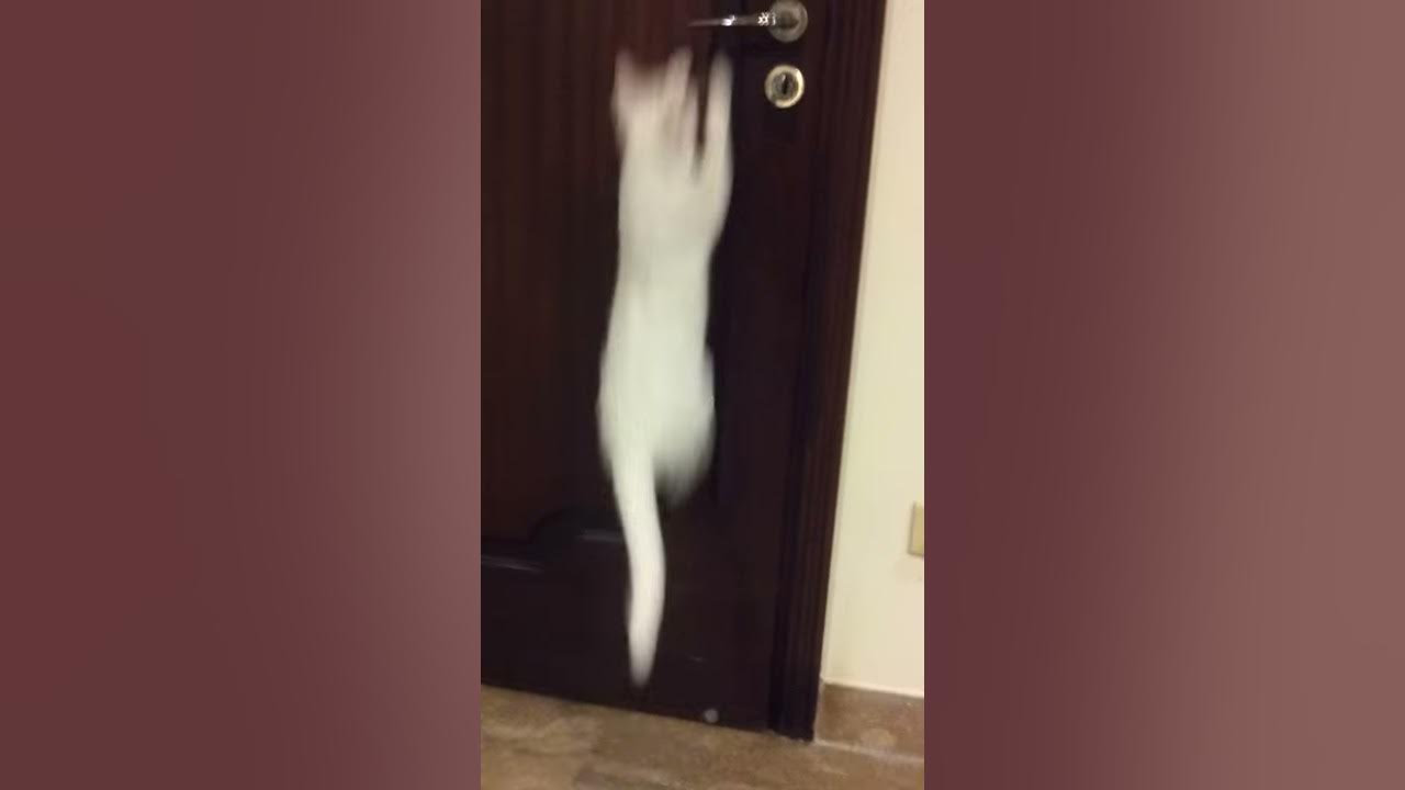 My cat can open doors!! YouTube