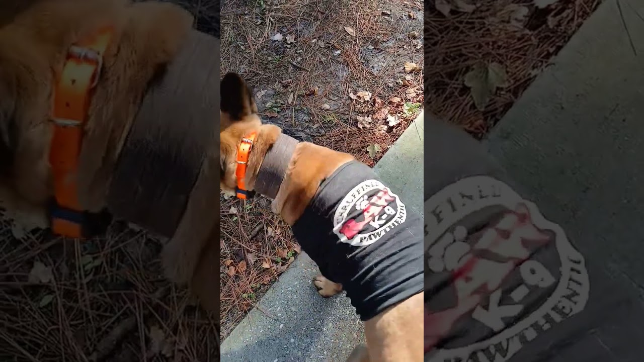 Belgian Malinois military style tips and tricks 