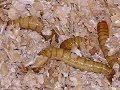 MEALWORMS | Everything You Need To Know About Breeding