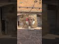 Smokes to Cover CT Sniper on CS2 Dust 2 #shorts
