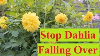 Detailed How to keep your dahlia from falling over. Information