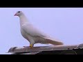 Передержанная 4 месячная голубка начала показывать результат/A fourmonthold pigeon shows the result