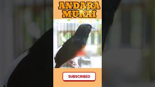Nature Therapy Through Bird Singing #Shorts #BirdSounds #RelaxingNature #StudyMusic #Focus