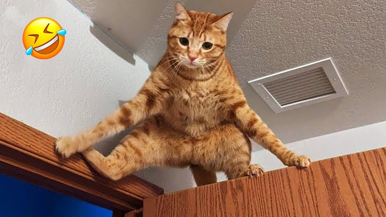 Unexpected cats moments! Funny Cat videos Funny Dogs Videos.