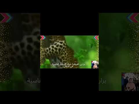 الفهود قتلة بالفطرة