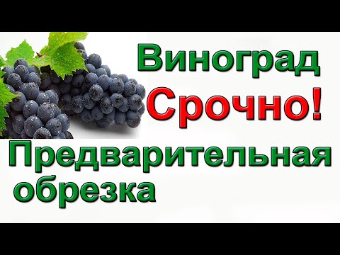 Виноград. Октябрь. Предварительная обрезка.