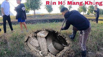 Cuộc Gọi Khẩn Cấp Của Người Dân Phát Hiện 2 Con Rắn Hổ Mang Ngoài Cánh Đồng