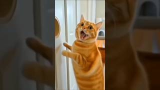 Cat, Look What Those Two Are Doing! 😹🐱👀😂 #cat #catvideos #funny #youtubeshorts #shorts #comedy