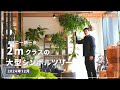【ド迫力な観葉植物】作り込まれた樹形！本気で仕入れた大型シンボルツリー5選！！
