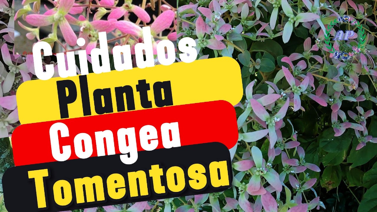 Cuidados Planta Congea Tomentosa Roxb🌿Planta Con FLORACIÓN Duradera Mágica!#plants #garden #flowers